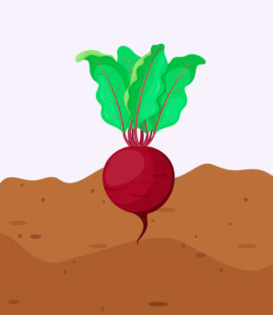 Ripe beats grow in the ground. A vegetable in the garden in a cartoon style.
