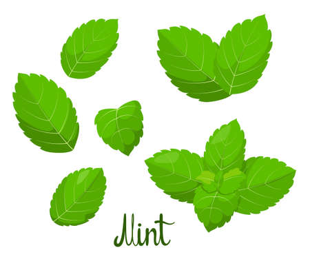 A set of mint leaves on a white background. herbs. vector illustration.のイラスト素材
