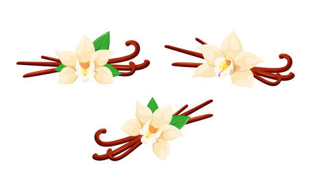 Vanilla set with flowers on a white background. cartoon design.のイラスト素材