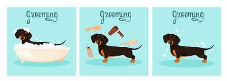 Funny dachshund washes in the bathroom. A set of illustrations. Grooming. cartoon design.のイラスト素材