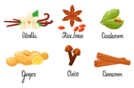 A set of spices on a white background. Vanilla, anise, kaddamom, ginger, cloves, cinnamon.のイラスト素材