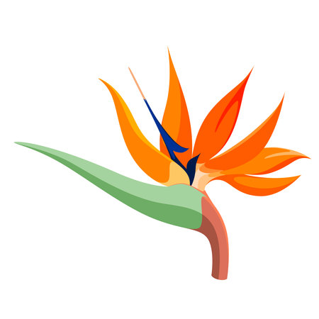 Strelitzia flower on a white background. cartoon design.のイラスト素材