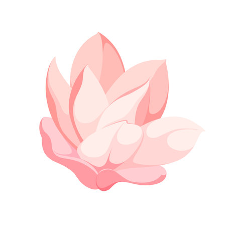 Pink magnolia flower on a white background.のイラスト素材