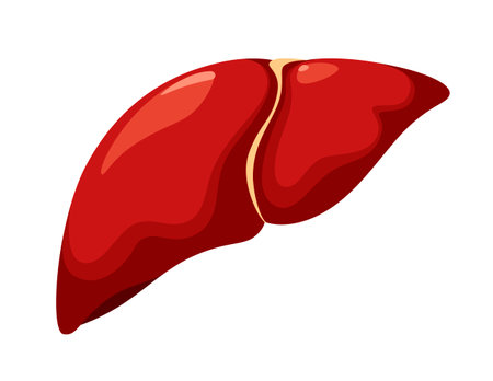 A human liver on a white background. Organ. Vector illustration.のイラスト素材