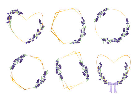 A set of festive frames with lavender flowers on a white background. A set of decorative elements and compositions for a greeting card or invitation.のイラスト素材