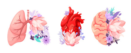 A set of human organs decorated with flowers. Lungs, heart and brain on a white background. Vector illustration.のイラスト素材