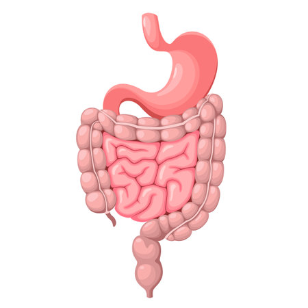 The human stomach and intestines. Organs on a white background. Vector illustration.のイラスト素材
