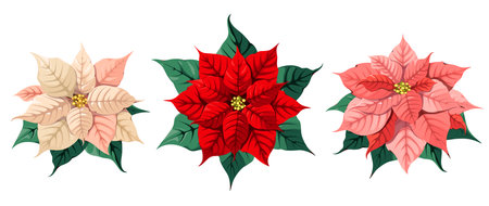 A set of poinsettia flowers of different colors on a white background. Christmas decor. Vector illustration.のイラスト素材
