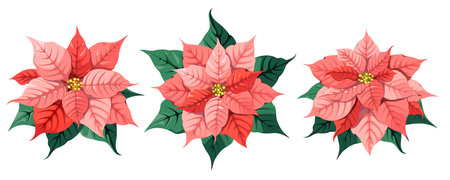 A set of pink poinsettia flowers on a white background. Christmas decor. Vector illustration.のイラスト素材