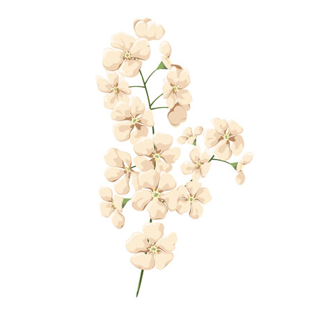A twig with white flowers on a white background. Flowers for decoration.のイラスト素材