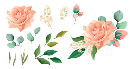 A set of flowers with a rose on a white background. Plants for decoration. Vector illustration.のイラスト素材
