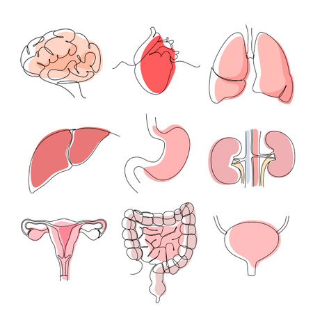 A set of human organs on a white background. Line art. Vectorのイラスト素材