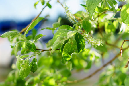 The branch of a birchの写真素材