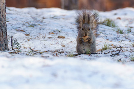Squirrel eats pinecone on the dirty snowの写真素材