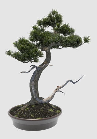 3D Illustration decorative bonsai tree isolated on whiteの写真素材