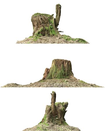 Stump dead tree isolated on white 3d illustrationの写真素材