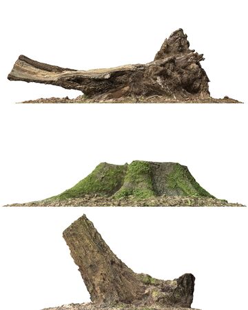 3D illustration stump dead tree isolated on whiteの写真素材
