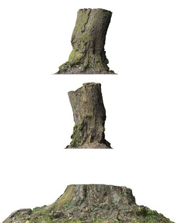 3D illustration stump dead tree isolated on whiteの写真素材