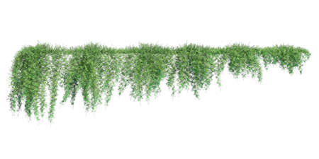 Climbing plants creepers isolated on white background 3d illustrationの写真素材