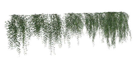 Climbing plants creepers isolated on white background 3d illustrationの写真素材