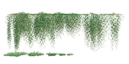 Climbing plants creepers isolated on white background 3d illustrationの写真素材