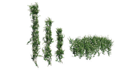 Climbing plants creepers isolated on white background 3d illustrationの写真素材