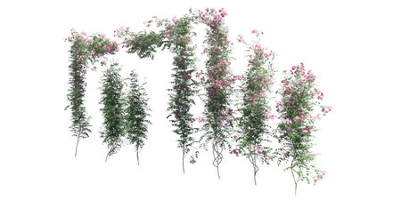 Climbing plants creepers isolated on white background 3d illustrationの写真素材