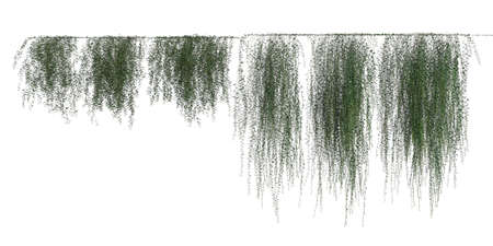 Climbing plants creepers isolated on white background 3d illustrationの写真素材