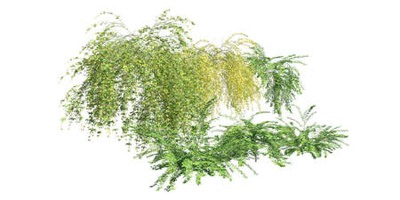 Climbing plants creepers isolated on white background 3d illustrationの写真素材