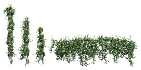 Climbing plants creepers isolated on white background 3d illustrationの写真素材