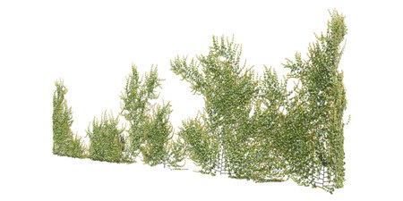 Climbing plants creepers isolated on white background 3d illustrationの写真素材