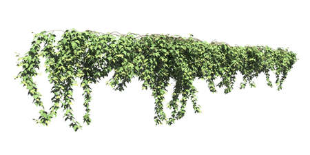 Climbing plants creepers isolated on white background 3d illustrationの写真素材