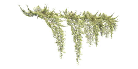 Climbing plants creepers isolated on white background 3d illustrationの写真素材
