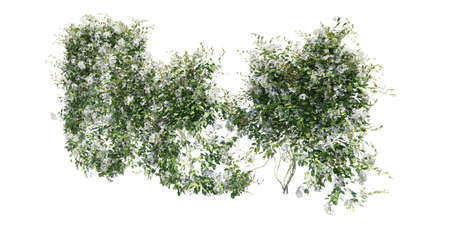 Climbing plants creepers isolated on white background 3d illustrationの写真素材