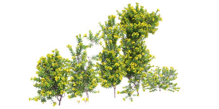 Climbing plants creepers isolated on white background 3d illustrationの写真素材