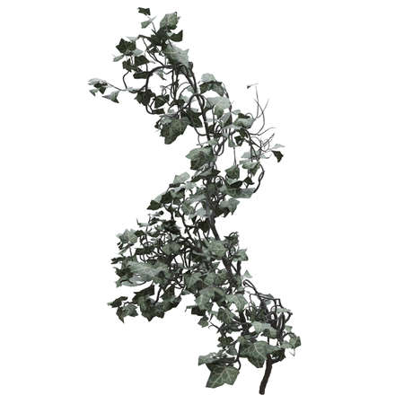 Climbing plants creepers vine isolated on white background 3d illustrationの写真素材