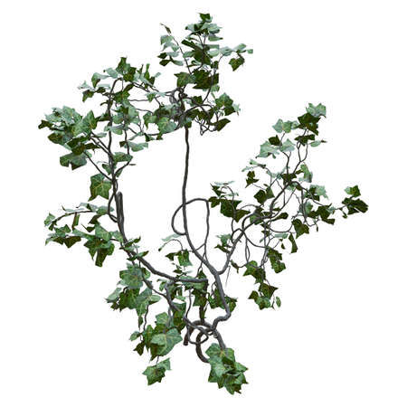 Climbing plants creepers vine isolated on white background 3d illustrationの写真素材