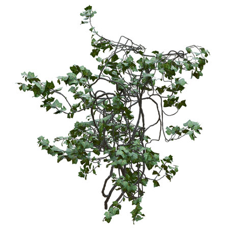 Climbing plants creepers vine isolated on white background 3d illustrationの写真素材