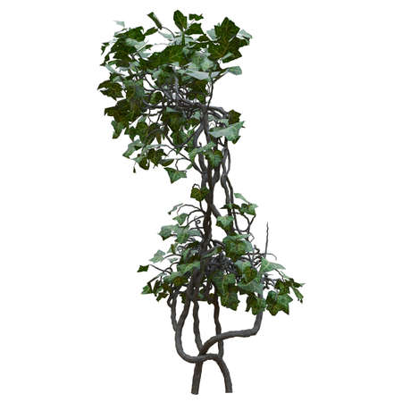 Climbing plants creepers vine isolated on white background 3d illustrationの写真素材