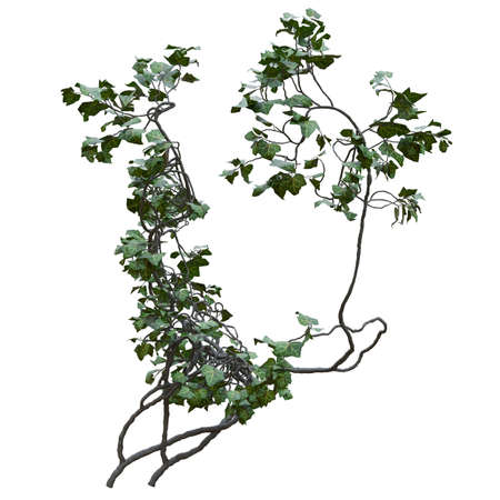 Climbing plants creepers vine isolated on white background 3d illustrationの写真素材
