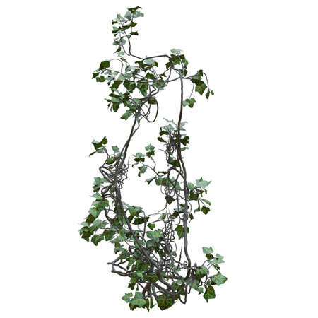Climbing plants creepers vine isolated on white background 3d illustrationの写真素材