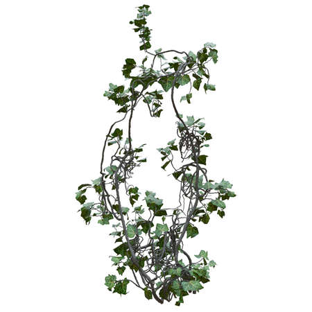 Climbing plants creepers vine isolated on white background 3d illustrationの写真素材