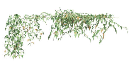 3D illustration climbing plants creepers isolated on white backgroundの写真素材