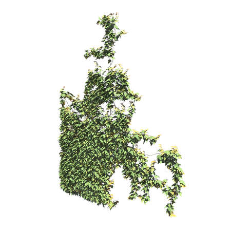 Climbing plants creepers isolated on white background 3d illustrationの写真素材