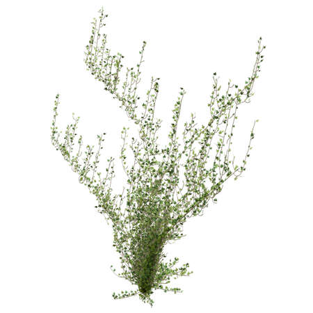 Climbing plants creepers isolated on white background 3d illustrationの写真素材
