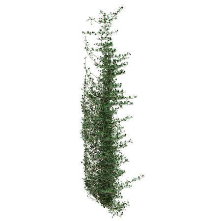 Climbing plants creepers isolated on white background 3d illustrationの写真素材