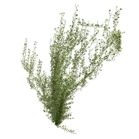 Climbing plants creepers isolated on white background 3d illustrationの写真素材