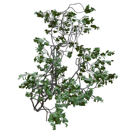 Climbing plants creepers vine isolated on white background 3d illustrationの写真素材