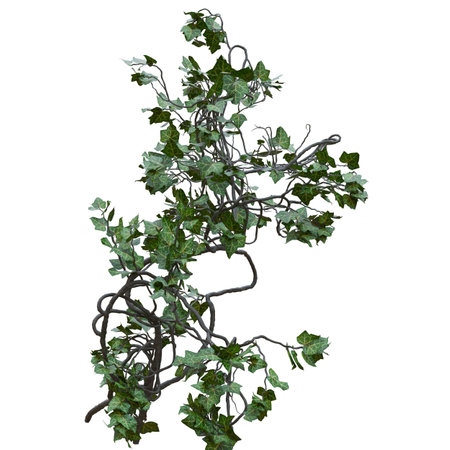Climbing plants creepers vine isolated on white background 3d illustrationの写真素材