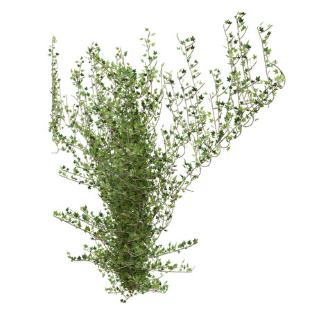 Climbing plants creepers isolated on white background 3d illustrationの写真素材